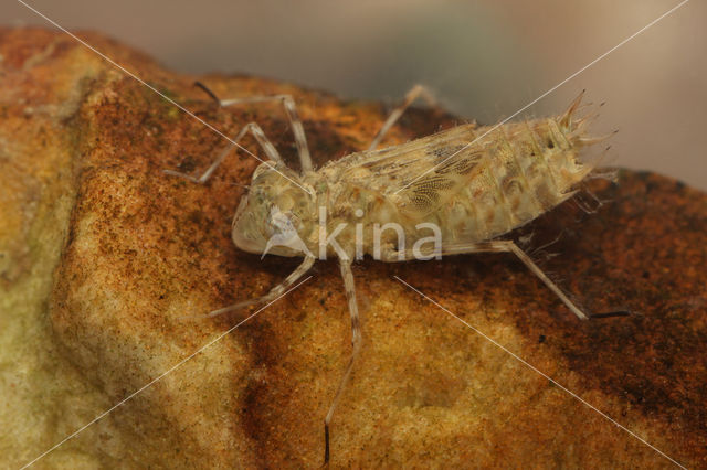 Wandering Glider (Pantala flavescens)