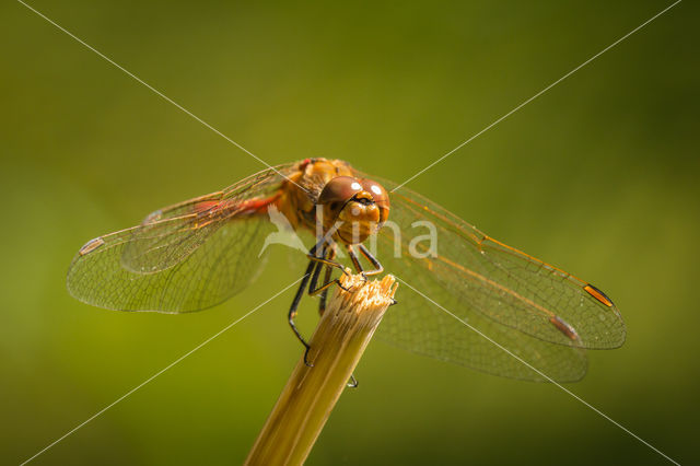 Bruinrode heidelibel (Sympetrum striolatum)