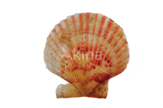 Queen Scallop (Aequipecten opercularis)