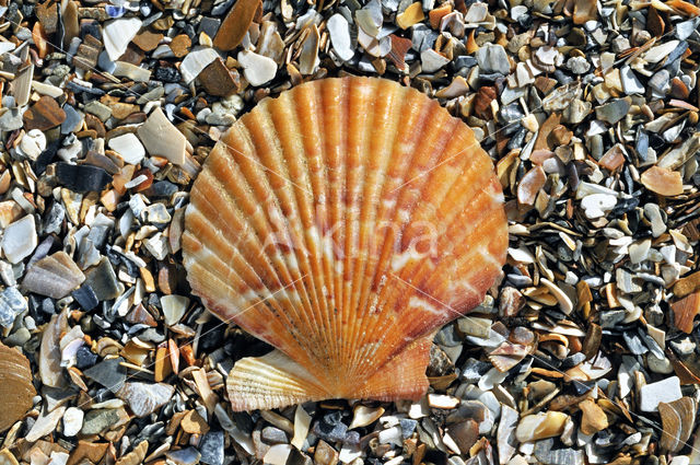 Wijde mantel (Aequipecten opercularis)