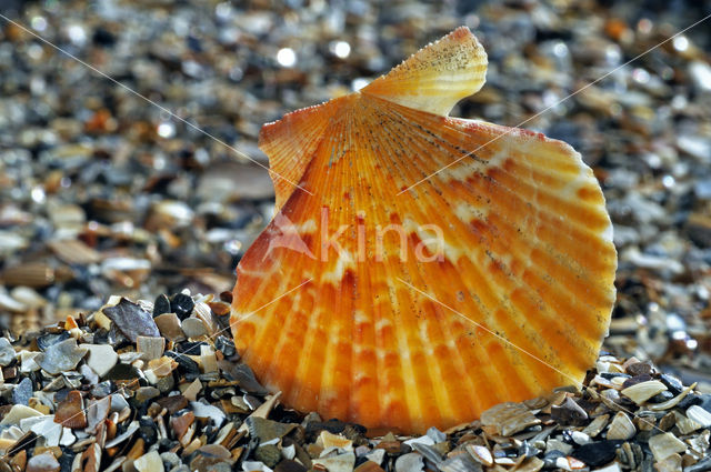 Wijde mantel (Aequipecten opercularis)