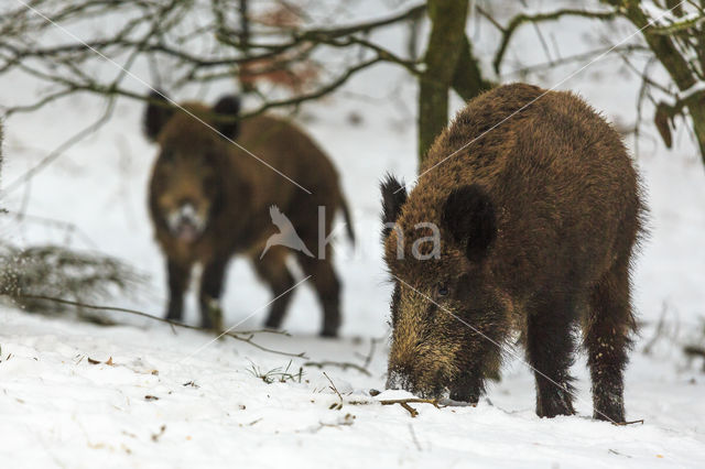 Wild zwijn