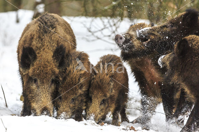 Wild Boar (Sus scrofa)