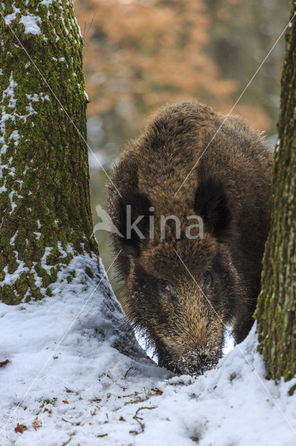 Wild Boar (Sus scrofa)