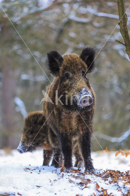 Wild Boar (Sus scrofa)