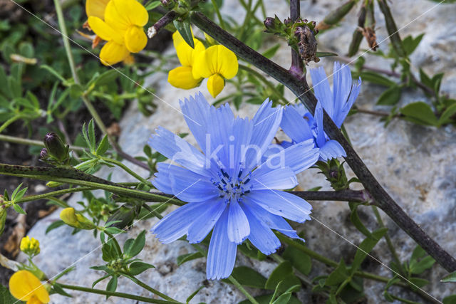 Wilde cichorei (Cichorium intybus)