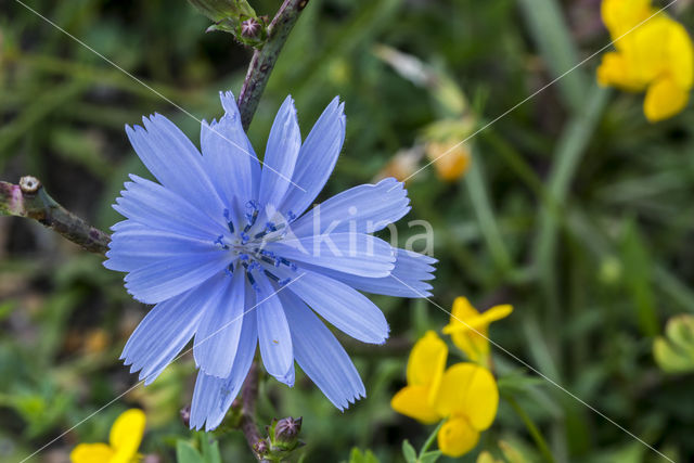 Chicory (Cichorium intybus)