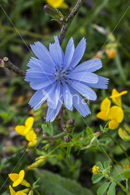 Wilde cichorei (Cichorium intybus)