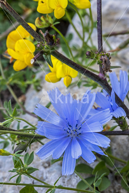 Chicory (Cichorium intybus)