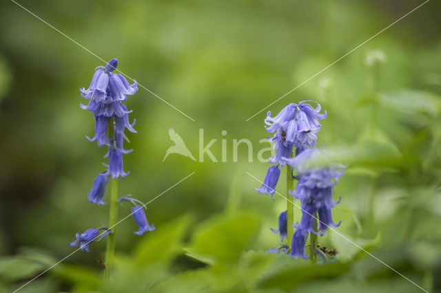 Bluebell (Hyacinthoides non-scripta