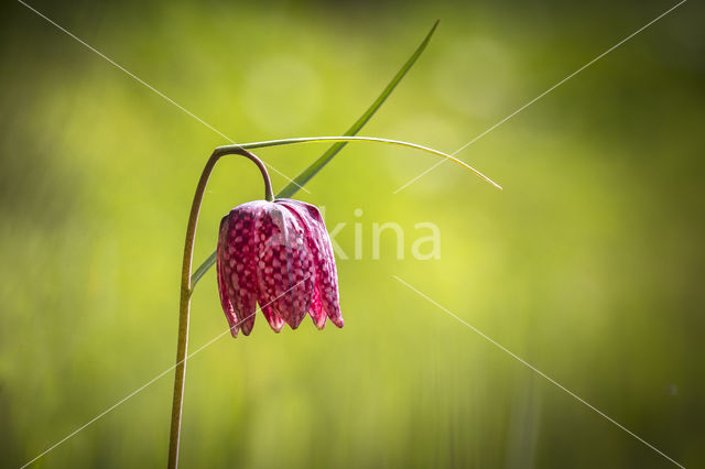 Wilde kievitsbloem (Fritillaria meleagris)