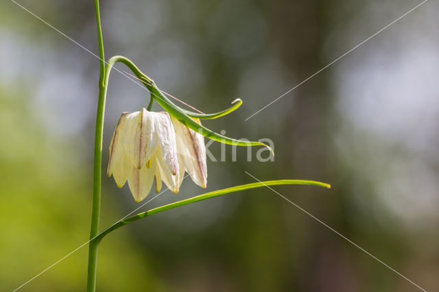 Wilde kievitsbloem (Fritillaria meleagris)