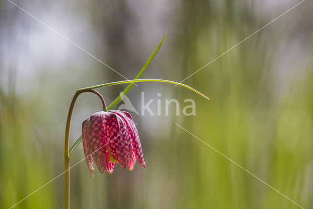 Wilde kievitsbloem (Fritillaria meleagris)