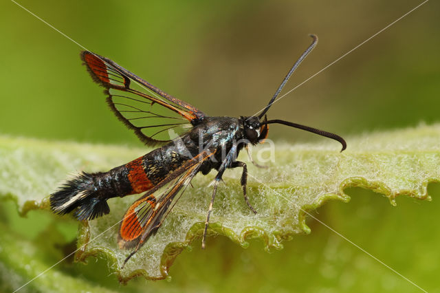 wilgenwespvlinder (Synanthedon formicaeformis)
