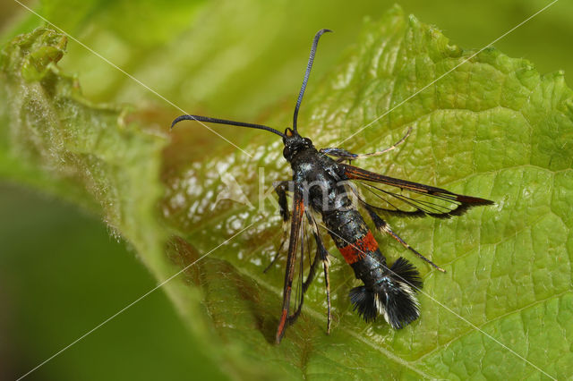 wilgenwespvlinder (Synanthedon formicaeformis)