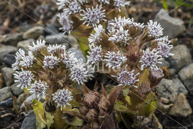 White Butterbur (Petasites albus)