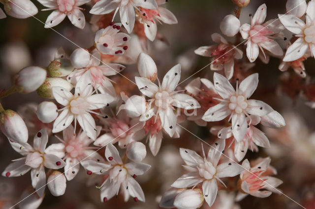 White Stonecrop (Sedum album)