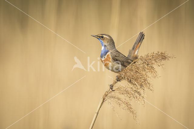 Witgesterde blauwborst