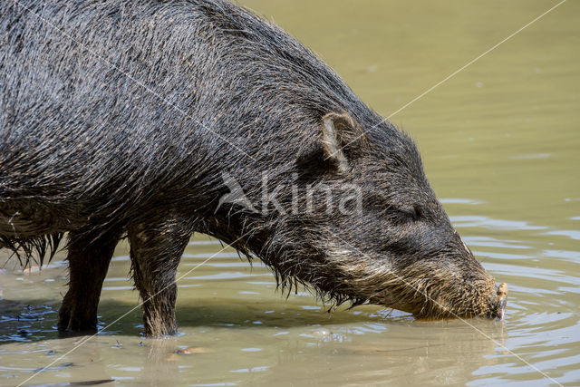 White-lipped peccary (Tayassu pecari)