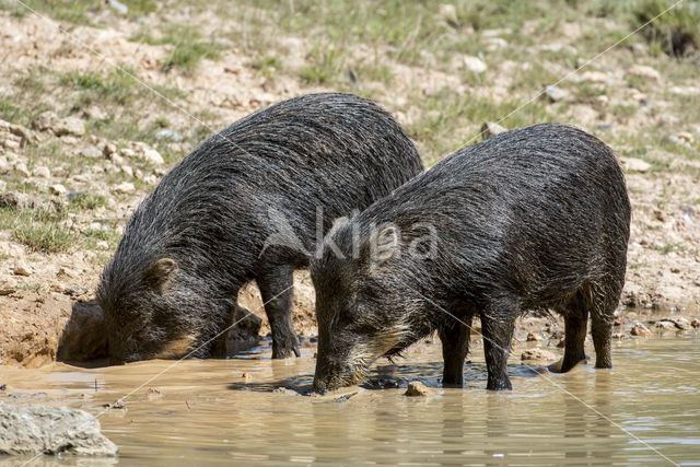 White-lipped peccary (Tayassu pecari)