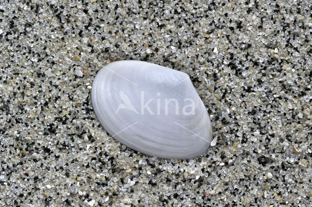 White Furrow-shell (Abra alba)