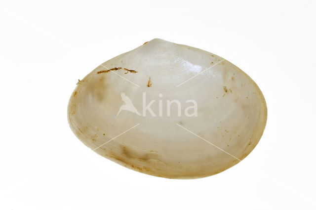 White Furrow-shell (Abra alba)