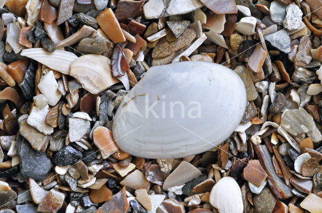 White Furrow-shell (Abra alba)