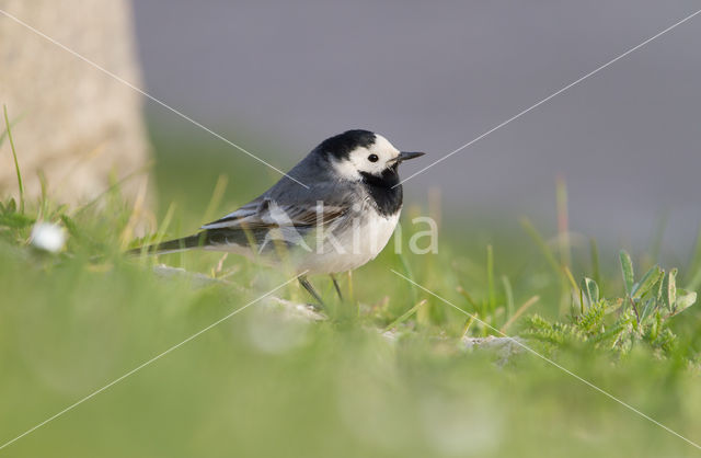 Witte Kwikstaart (Motacilla alba)