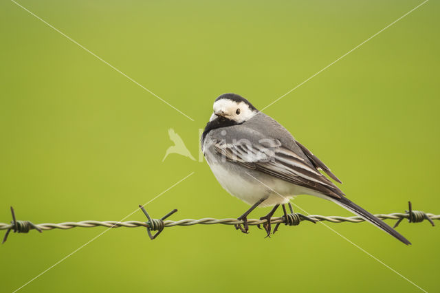 Witte Kwikstaart (Motacilla alba)