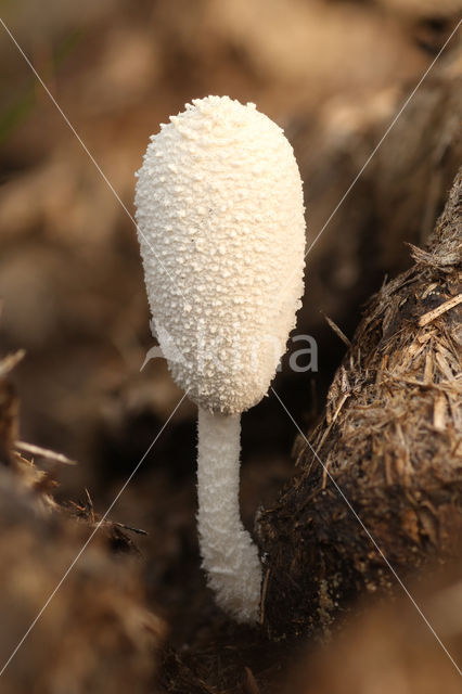 Witte mestinktzwam (Coprinus niveus)