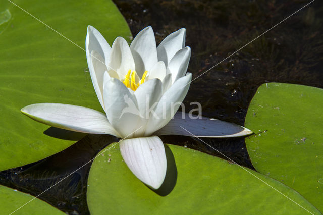 Witte waterlelie (Nymphaea alba)