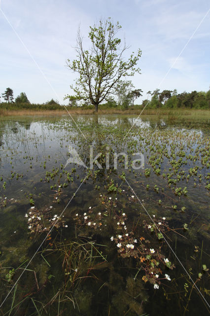 Witte waterranonkel (Ranunculus ololeucos)
