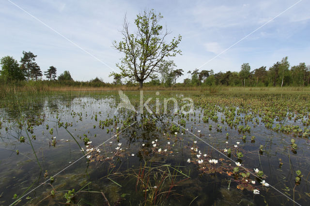 Witte waterranonkel (Ranunculus ololeucos)