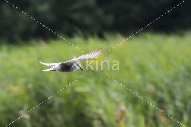 Whiskered Tern (Chlidonias hybridus)