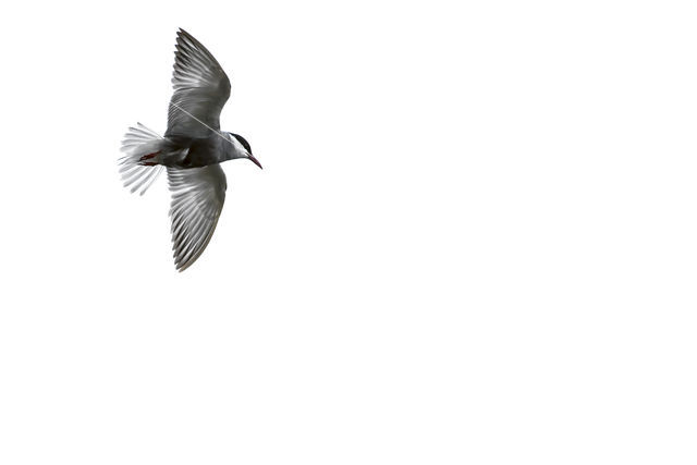 Whiskered Tern (Chlidonias hybridus)