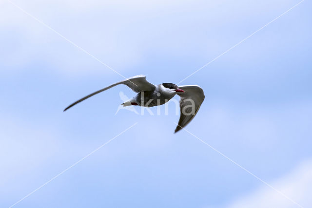 Whiskered Tern (Chlidonias hybridus)