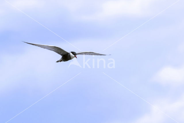 Whiskered Tern (Chlidonias hybridus)