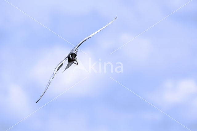 Whiskered Tern (Chlidonias hybridus)