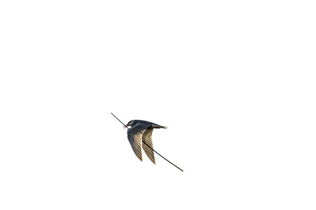 Whiskered Tern (Chlidonias hybridus)