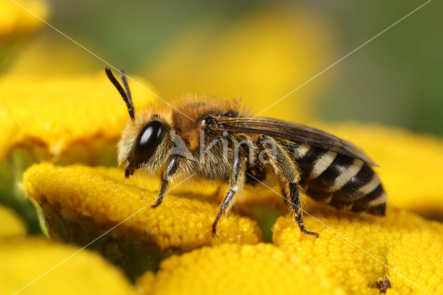 Colletes daviesanus