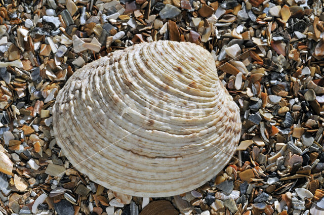 Warty Venus (Venus verrucosa)