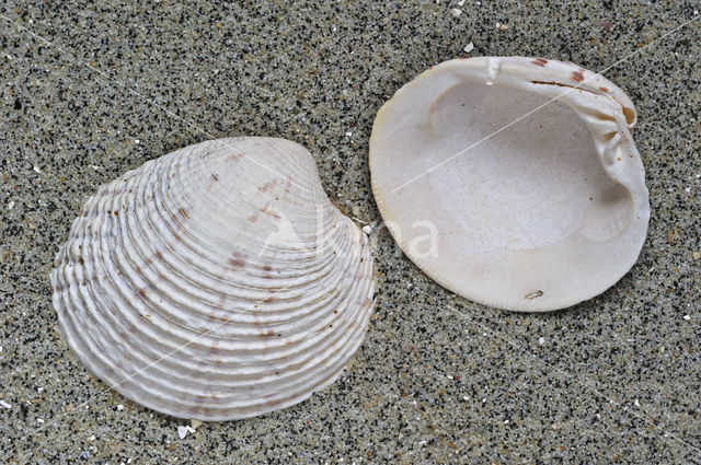 Warty Venus (Venus verrucosa)