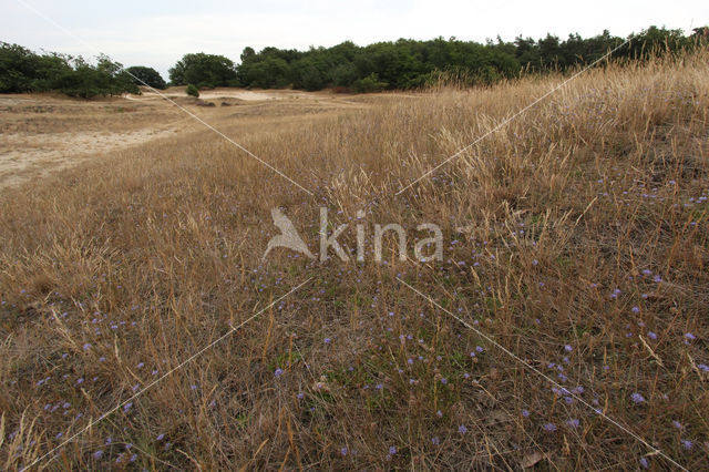 Sheep's-bit (Jasione montana)