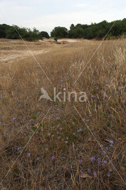 Sheep's-bit (Jasione montana)