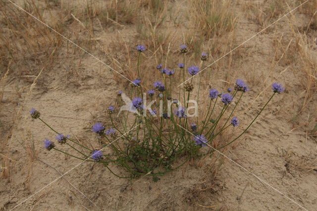 Sheep's-bit (Jasione montana)