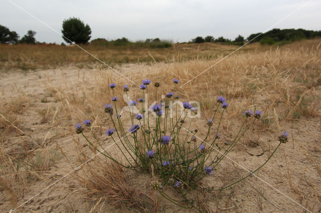 Sheep's-bit (Jasione montana)