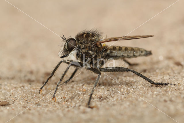dune robberfly (Philonicus albiceps)