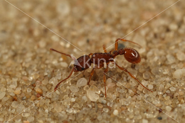 Zandsteekmier (Myrmica sabuleti)
