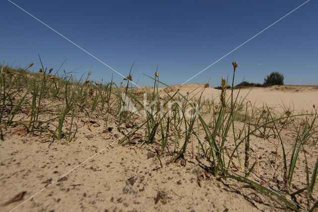 Zandzegge (Carex arenaria)