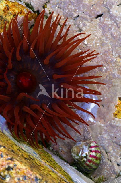 Beadlet anemone (Actinia equina)